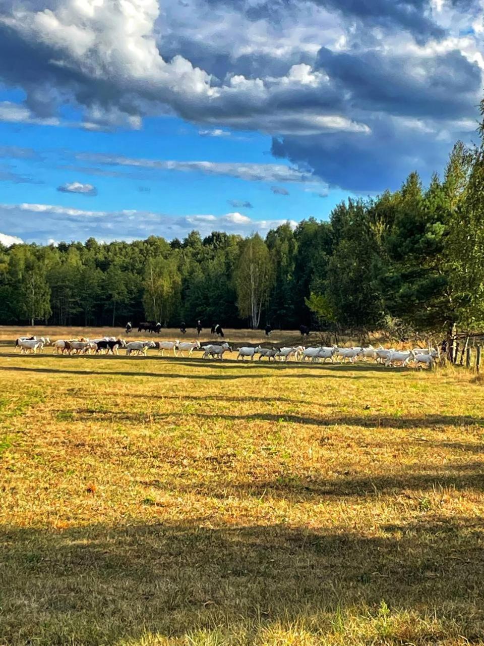 Садиба Бабина Лоза Lisove  Exterior foto